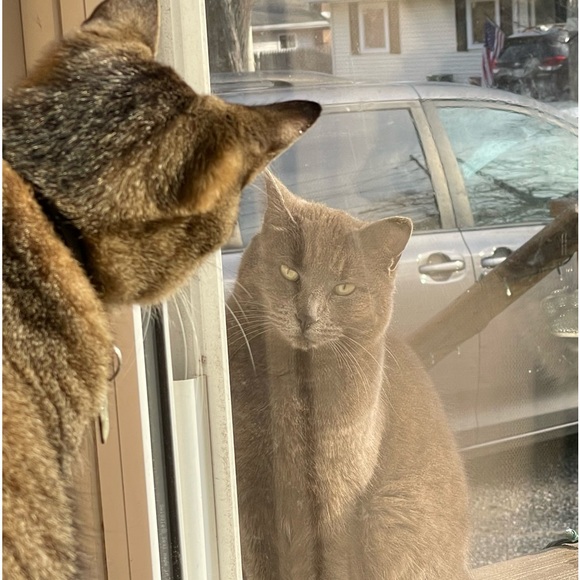 Meet your Posher, Klancy - Picture 8 of 12